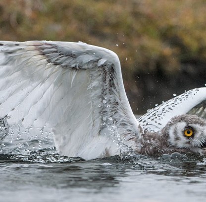 10-snow-owl-flying-670