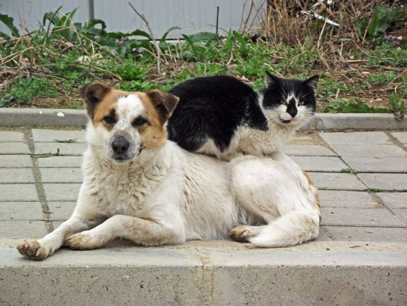 40. Cat sitting on a dog, Byala, Bulgaria